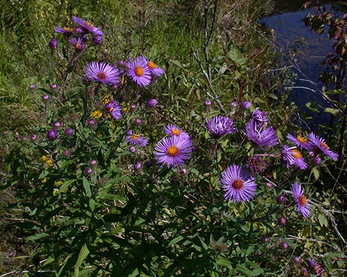 new england aster